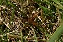 Dolomedes_plantarius_D5131_Z_89_Canal du Nivernais_Frankrijk